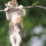 Kitten Tree