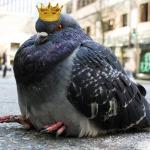 Pigeon