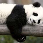 Sleeping Panda meme