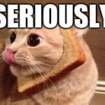 Toast Cat | SERIOUSLY | image tagged in toast cat | made w/ Imgflip meme maker