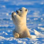 Polar bear clapping 