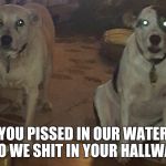 Zombie Dogs | YOU PISSED IN OUR WATER SO WE SHIT IN YOUR HALLWAY | image tagged in zombie dogs | made w/ Imgflip meme maker
