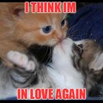 kitten love | I THINK IM; IN LOVE AGAIN | image tagged in kitten love | made w/ Imgflip meme maker