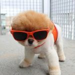 Cute Puppies | IM SEXY AND; I KNOW IT | image tagged in cute puppies | made w/ Imgflip meme maker
