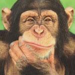 chimpanzee thinking meme