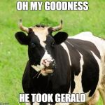 cows | OH MY GOODNESS; HE TOOK GERALD | image tagged in cows | made w/ Imgflip meme maker