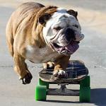 Bulldog