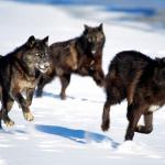 wolf pack