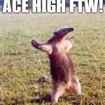 Anteater wanting to fight | ACE HIGH FTW! | image tagged in anteater wanting to fight | made w/ Imgflip meme maker