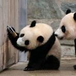 Skilled Pandas