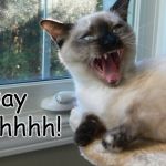 Yikes!! | say; ahhhh! | image tagged in funny cats,cats,napoleon munchkin,juniper berry,kittens | made w/ Imgflip meme maker