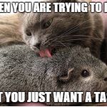 Just One Taste... | WHEN YOU ARE TRYING TO DIET; BUT YOU JUST WANT A TASTE | image tagged in dieting cat | made w/ Imgflip meme maker