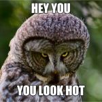 Seriously Owl | HEY YOU; YOU LOOK HOT | image tagged in seriously owl | made w/ Imgflip meme maker