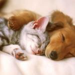 cats and dogs sleeping together meme