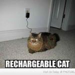 Rechargeable cat meme