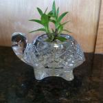 turtle planter