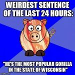 Curious to see what the comments will be on this one... | WEIRDEST SENTENCE OF THE LAST 24 HOURS:; "HE'S THE MOST POPULAR GORILLA IN THE STATE OF WISCONSIN" | image tagged in funny,memes,sentences that have never been said | made w/ Imgflip meme maker
