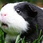 Scared Guinea Pig meme