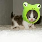 Kitten in Frog hat