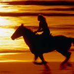 Horse and sunset
