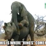 Elephant Rapes Rhino | SO THIS IS WHERE "RINO'S" COME FROM | image tagged in elephant rapes rhino | made w/ Imgflip meme maker