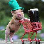 St. Patrick's Pig meme
