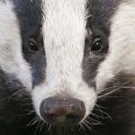 Badger