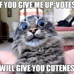 lsd cat | IF YOU GIVE ME UP-VOTES; I WILL GIVE YOU CUTENESS | image tagged in lsd cat | made w/ Imgflip meme maker
