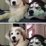 Two Huskies meme