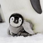 Cuddle Penguin