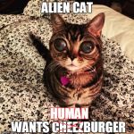 Alien Cat Poosh | ALIEN CAT; HUMAN; WANTS CHEEZBURGER | image tagged in alien cat poosh | made w/ Imgflip meme maker