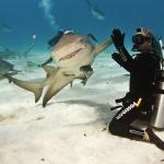 Shark High Five