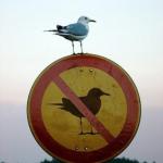 Seagull on top of "no seagull" sign