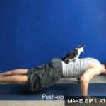 push up cat