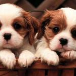 Two puppies