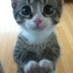 Begging kitty