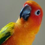 Pondering Parrot