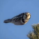 Judgmental Mid-Flight Owl