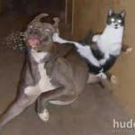 Kung Fu Cat meme