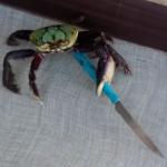 Stabbing Crabby