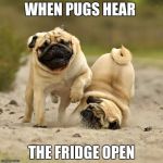 RUN! pugs | WHEN PUGS HEAR; THE FRIDGE OPEN | image tagged in run pugs | made w/ Imgflip meme maker