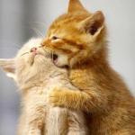 Kissing Kittens  meme