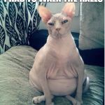 Heavily pregnant cat | THE LAST NURSE SAID I HAD TO WALK THE HALLS; I ATE HER | image tagged in heavily pregnant cat | made w/ Imgflip meme maker