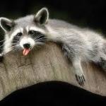 Sleep the Raccoon