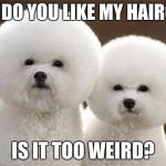 Spaceball Dogs | HOW DO YOU LIKE MY HAIRCUT? IS IT TOO WEIRD? | image tagged in spaceball dogs | made w/ Imgflip meme maker