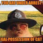 avo2484catsheriff | SIR, YOU ARE UNDER ARREST FOR; ILLEGAL POSSESSION OF CAT NIP | image tagged in cats,memes,funny cats | made w/ Imgflip meme maker