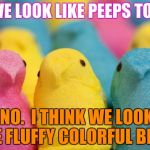 Peeps | DO WE LOOK LIKE PEEPS TO YOU; NO.  I THINK WE LOOK LIKE FLUFFY COLORFUL BIRDS | image tagged in peeps | made w/ Imgflip meme maker