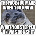 SEALS | THE FACE YOU MAKE WHEN YOU KNOW; WHAT YOU STEPPED ON WAS DOG SHIT | image tagged in seals | made w/ Imgflip meme maker