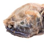 bony-eared assfish