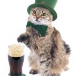 Irish cat